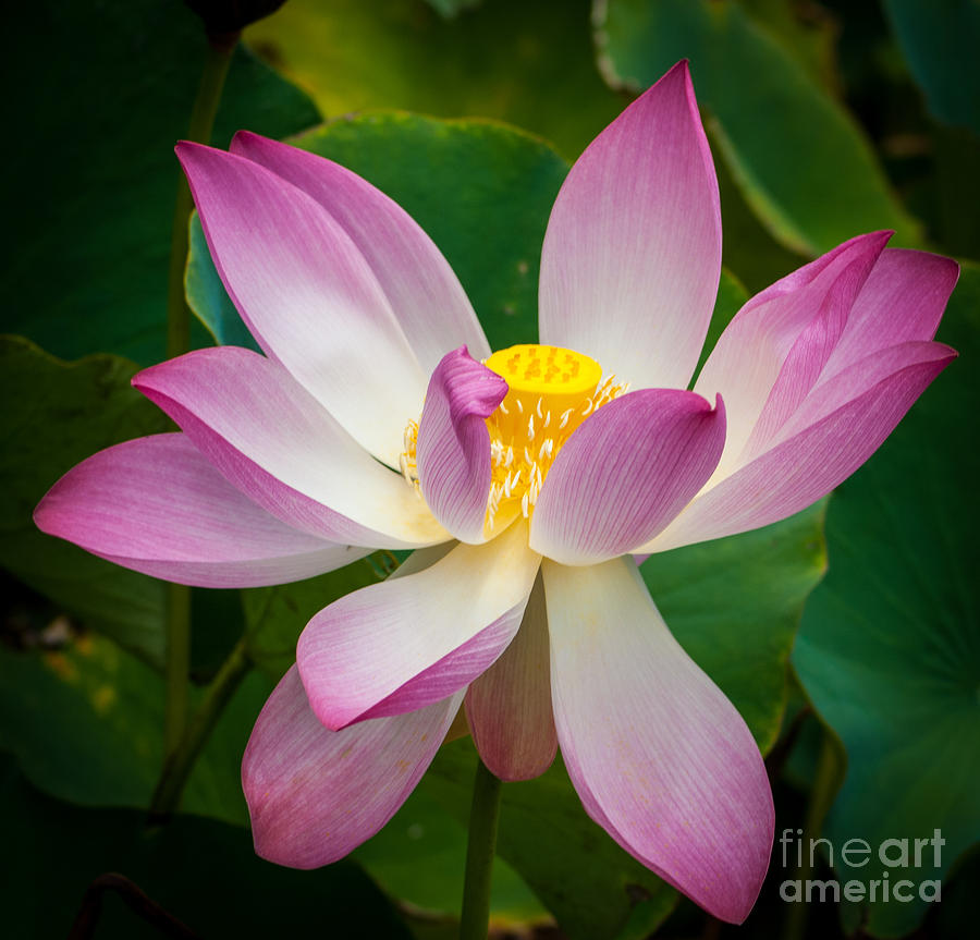 Jungle Garden Flower Photograph by Blake Webster