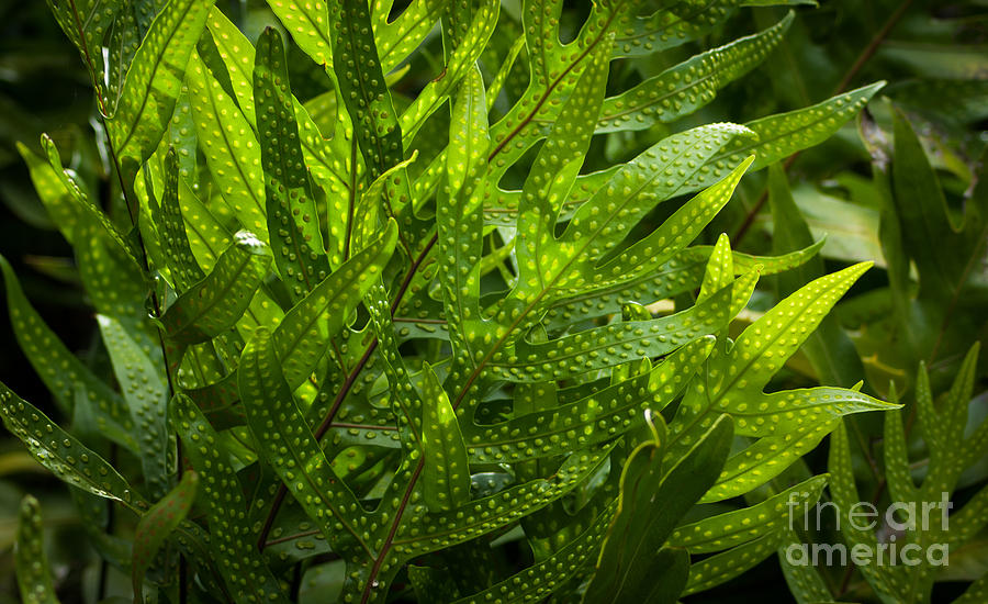 Jungle Spotted Fern Photograph by Blake Webster