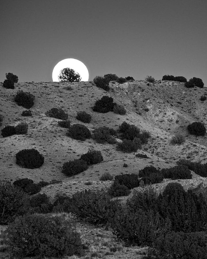 Moonset over Desert Landscape Photograph - Juniper at Moonrise by Mary Lee Dereske