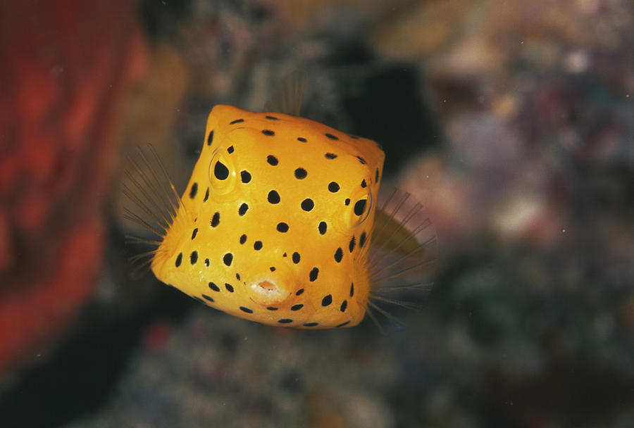 box fish baby capetsma Breeding Box, Acrylic Fish Isolation with Suction Cups, Aquarium Acclimation Hatchery Incubator for Fishes Shrimp Clownfish and Guppy... Small Size (S) : Pet Supplies Juvenile Cube Boxfish by Matthew