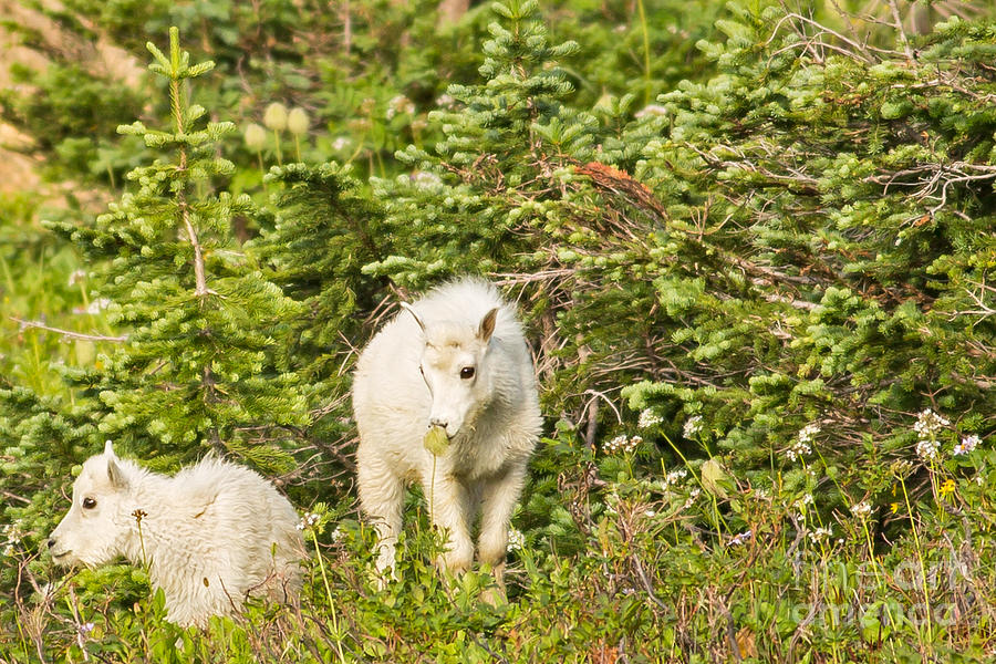 Kids in Glacier NP 3 Photograph by Natural Focal Point Photography