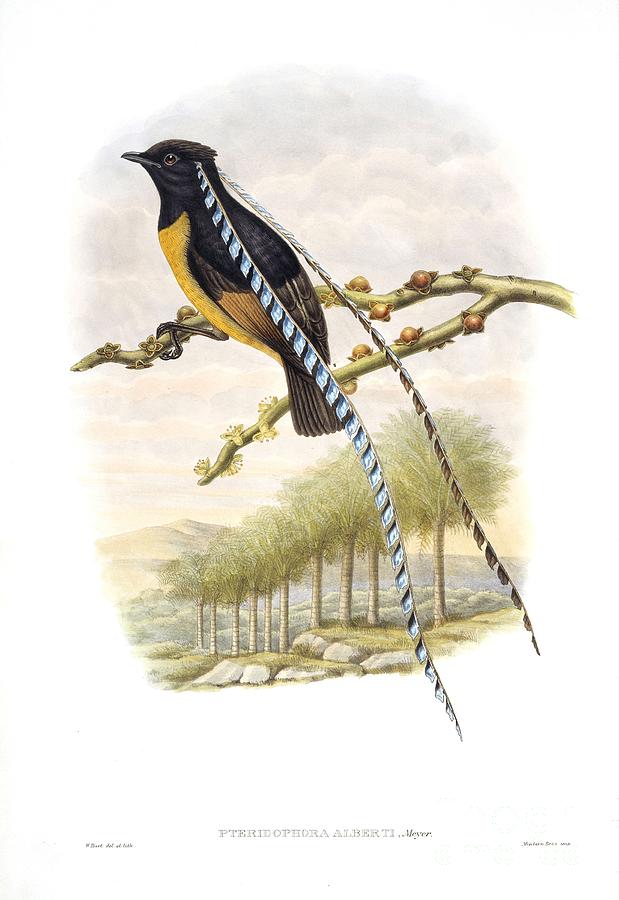 King Of Saxony Bird-of-paradise, 1890s by 