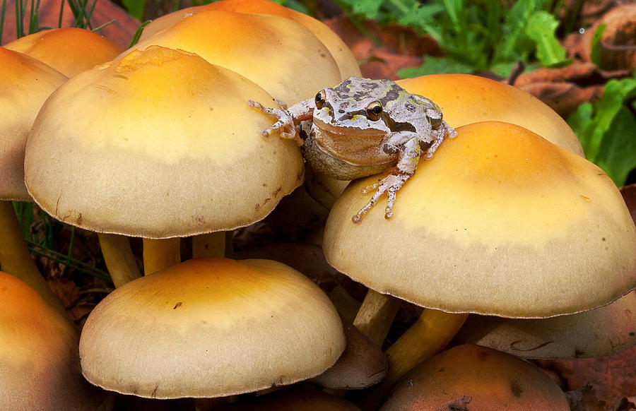 King of the toads Photograph by Jean Noren