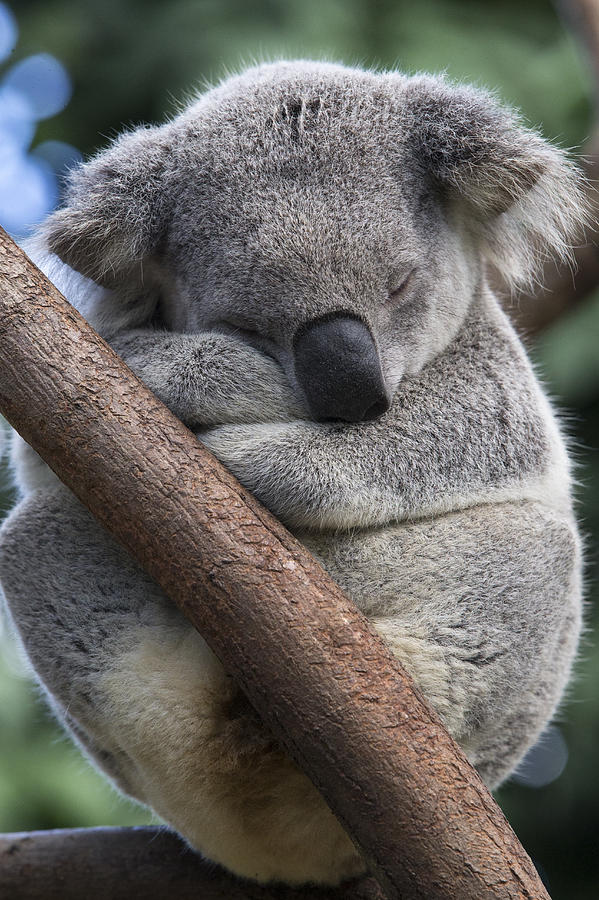 Koala Male Sleeping Australia by Suzi Eszterhas
