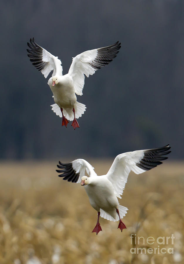 Landing Gear Down Photograph by Jim E Johnson