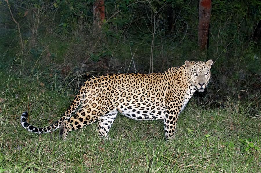 Leopard by K Jayaram / Science Photo Library