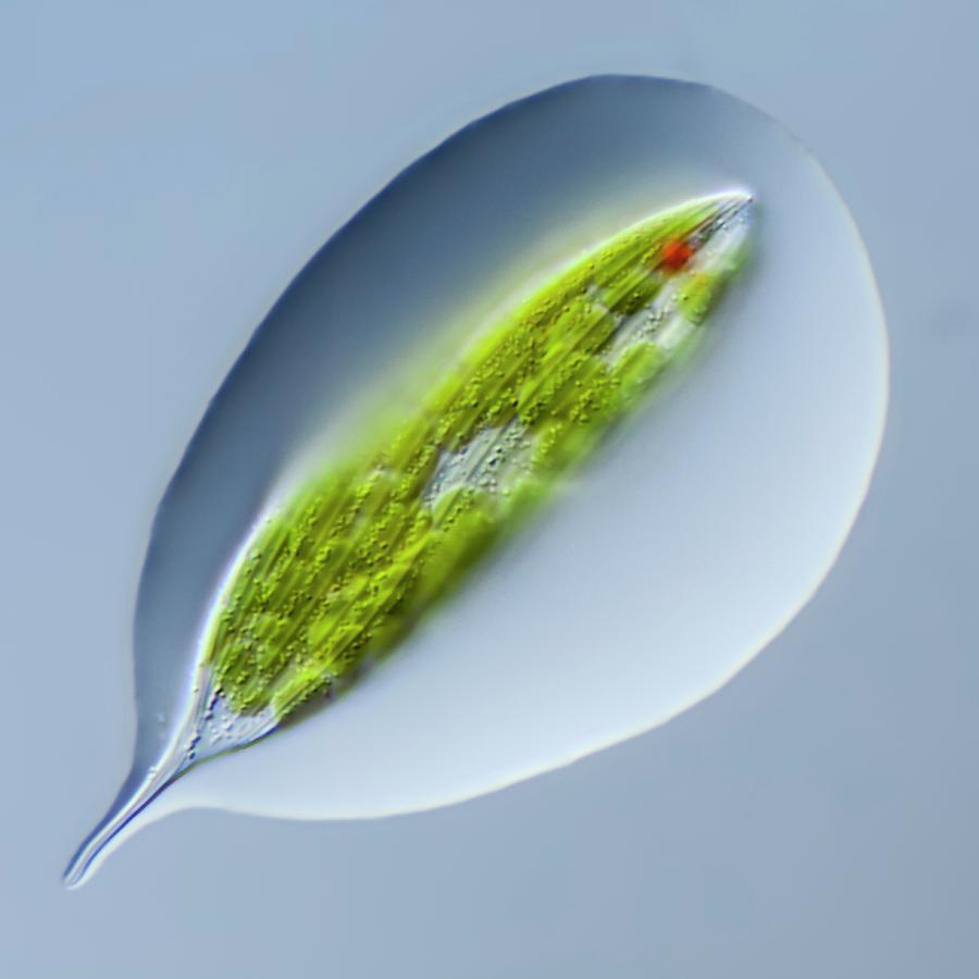 Lepocinclis Tripteris Protist by Gerd Guenther / Science Photo Library