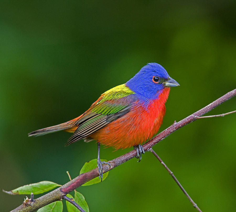 Living Rainbow Photograph by Jim E Johnson