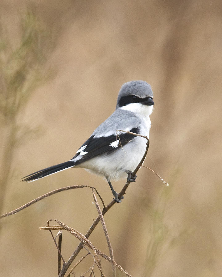 Loggerhead Shrike Photograph by Jim E Johnson