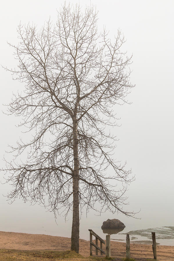 Lonely Photograph by Linda Ryma