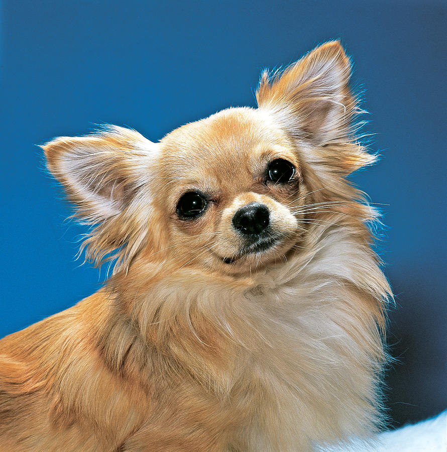 Long-haired Chihuahua by Toni Angermayer