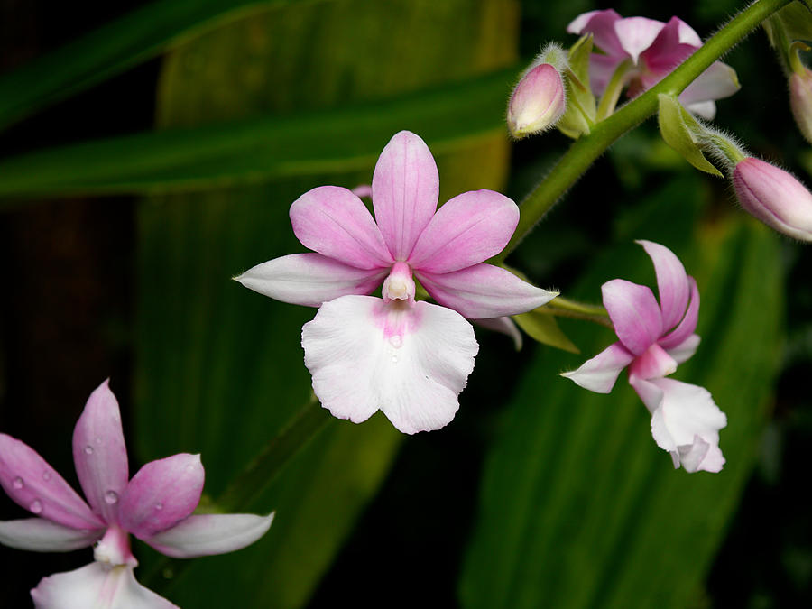 Longwood Gardens - Orchid 1 Photograph by Richard Reeve
