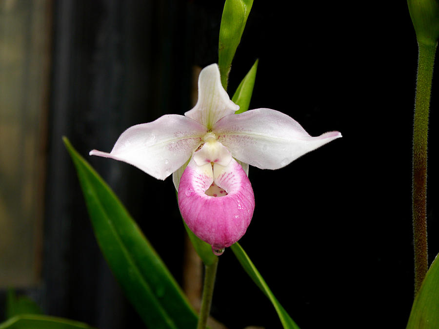 Longwood Gardens - Orchid 5 Photograph by Richard Reeve