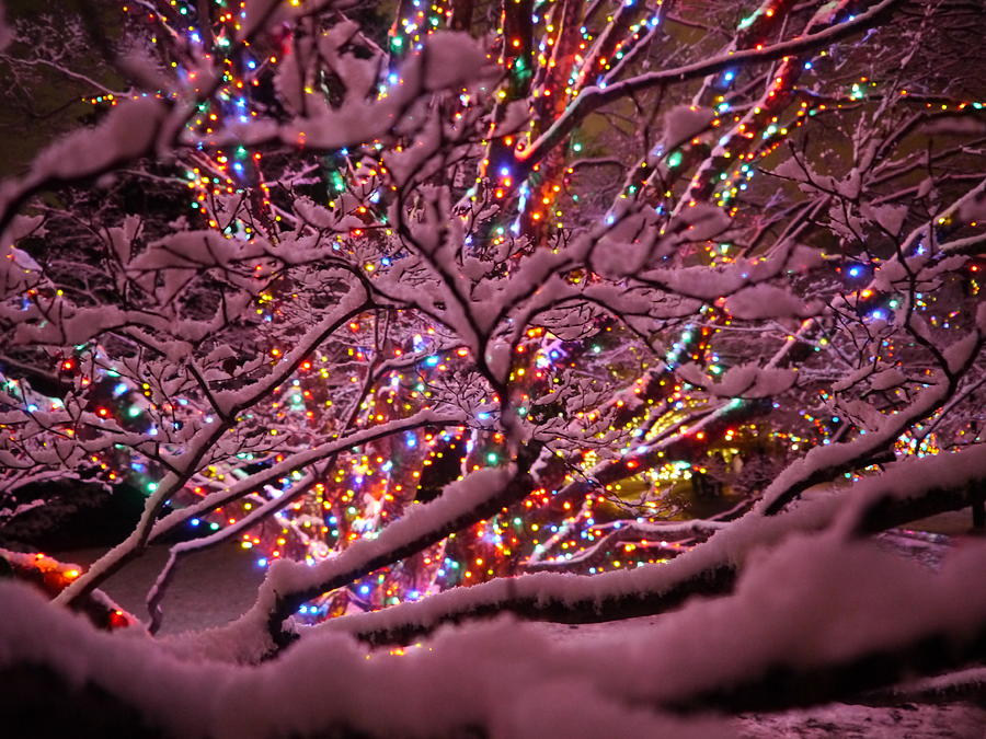 Longwood Lights 1 Photograph by Richard Reeve