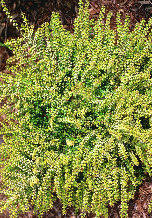 air cleaning plants for indoors Air Purifying Variety Bundle main image 1