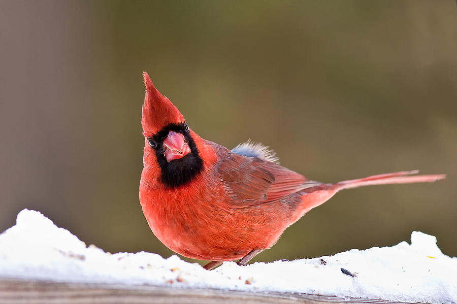 Looking At You Photograph by Jeff Sinon