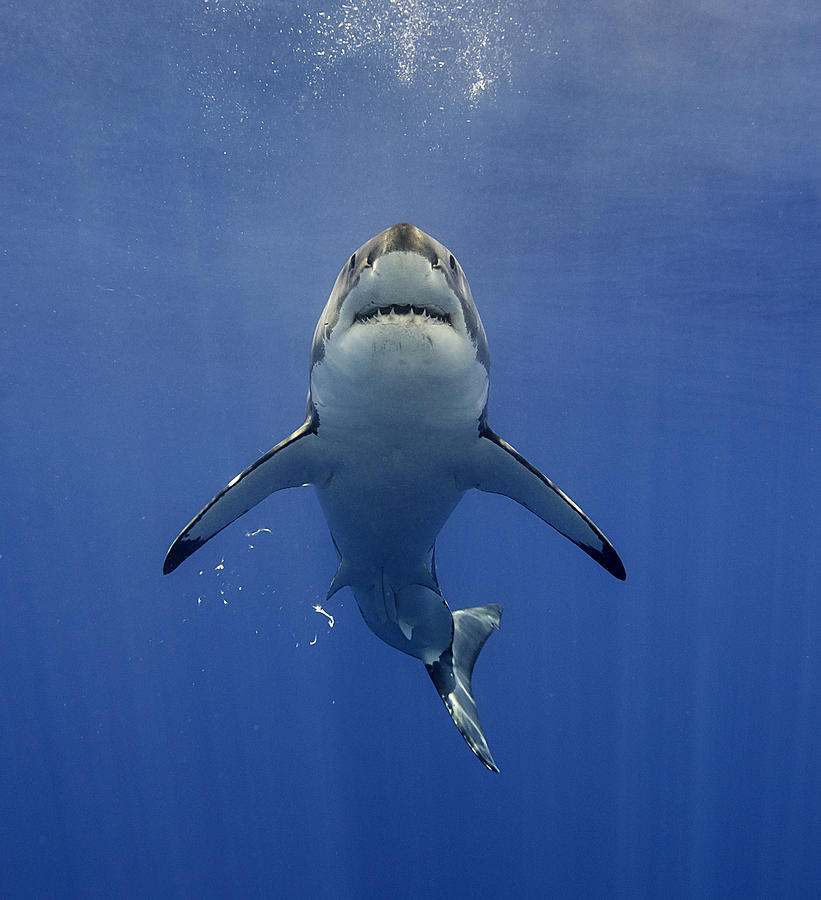 Looks Like Jaws Photograph by By Wildestanimal