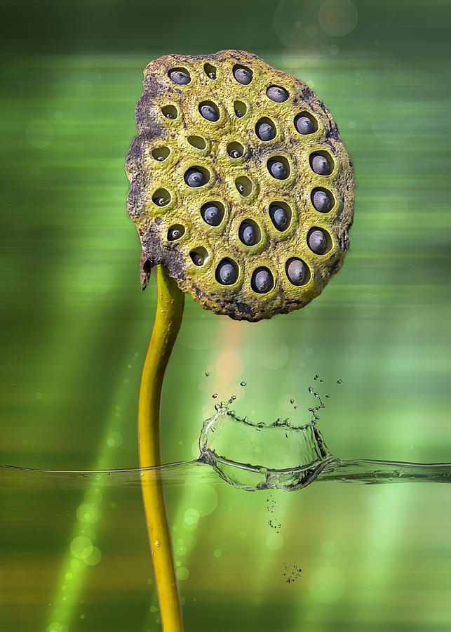 Lotus Water Lily Seed Pod by Bill And Linda Tiepelman