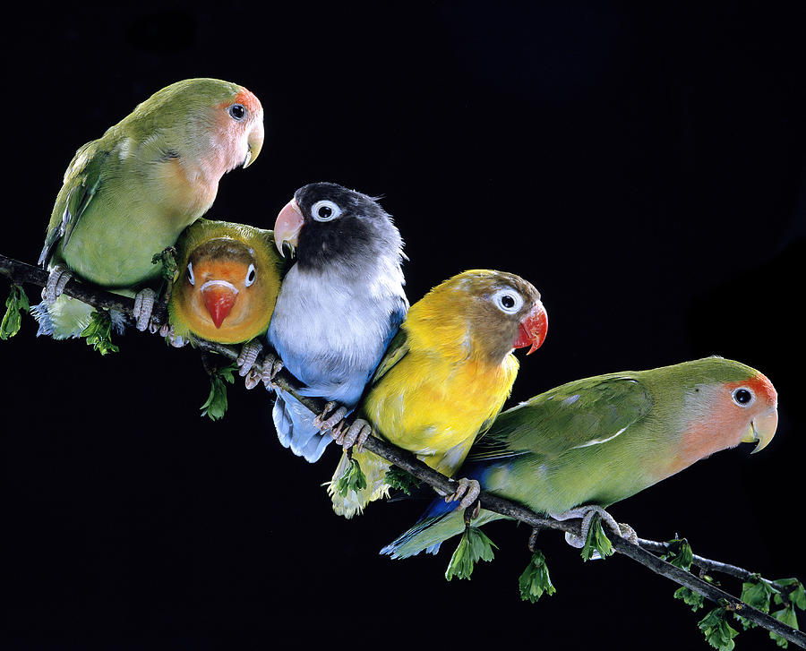 Lovebirds by Jean-Michel Labat