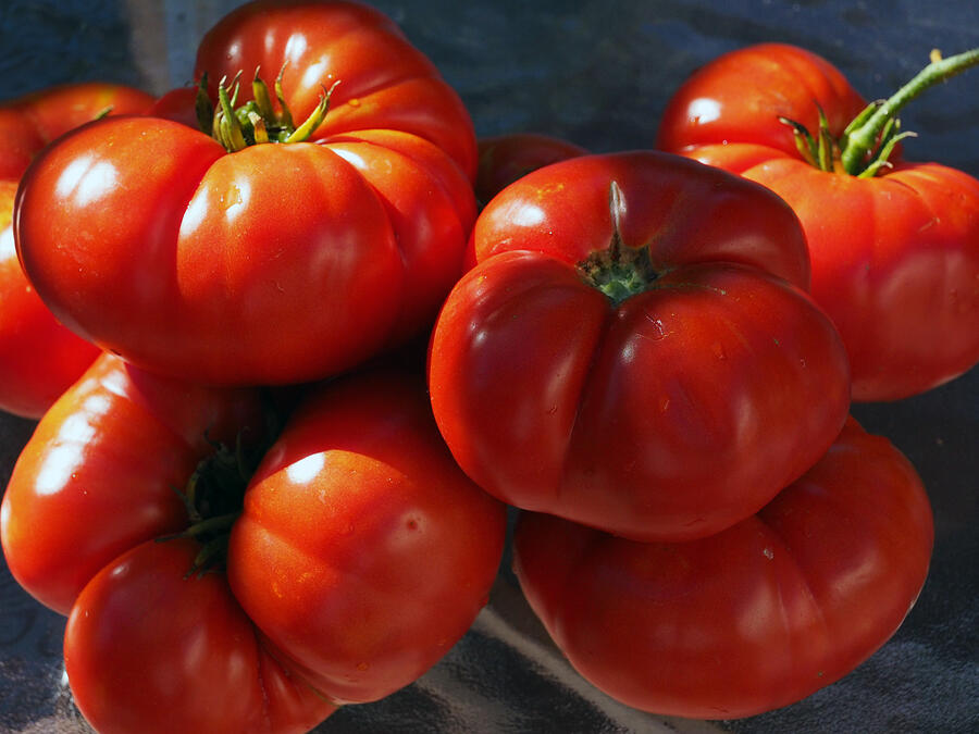 Cluster of Ripe Heirloom Tomatoes Photograph - Lycopene Dreams by Joe Schofield