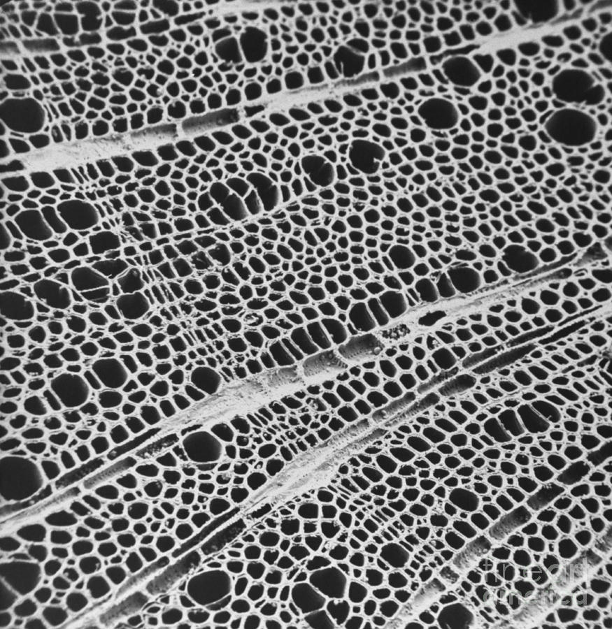 Wood Micromorpholoy—An Atlas of Scanning Electron Micrographs 非常に良い】Wood Micromorpholoy―An Atlas of Scanning Electron