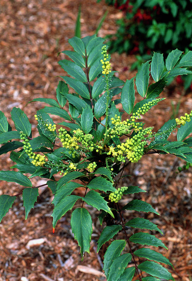 Mahonia Confusa. by Adrian Thomas / Science Photo Library