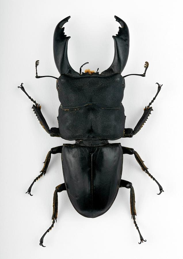 Male Dorcus Stag Beetle by Pascal Goetgheluck / Science Photo Library