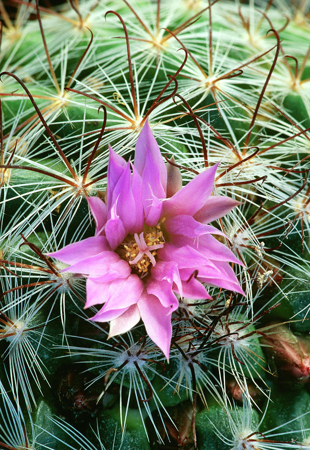 Mammillaria Longiflora Ssp. Stampferi by Royal Botanic Garden Edinburgh /  Science Photo Library
