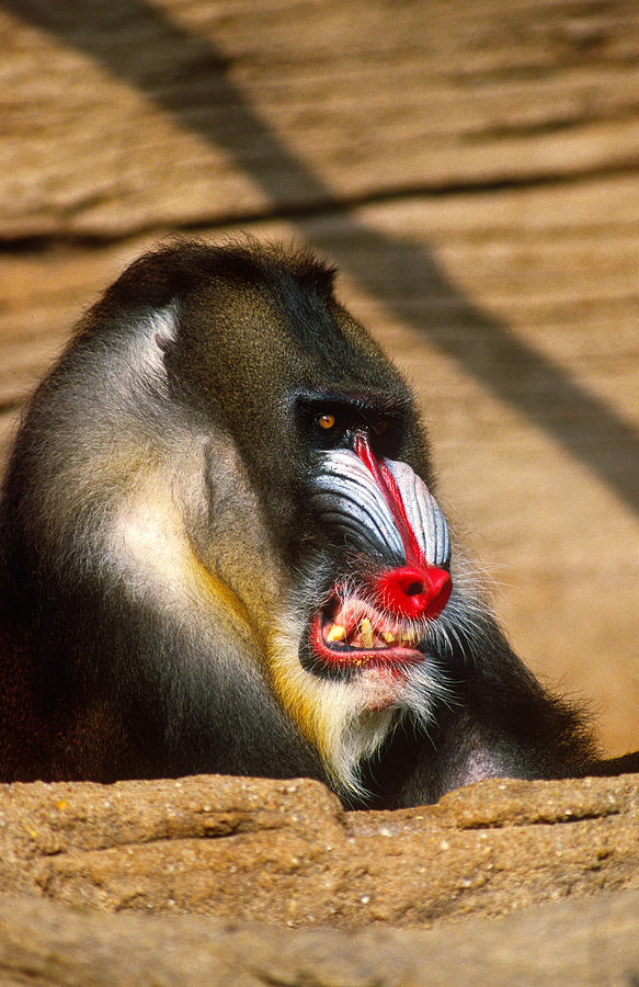 Mandrill Aggressive Display by Larry Cameron