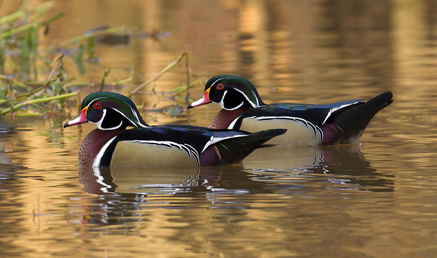 Matched Pair Photograph by Jim E Johnson