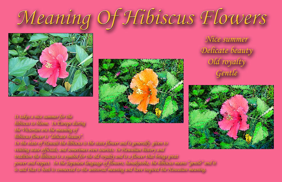 Meaning Of Hibiscus Flowers by William Braddock - Royalty Free and Rights  Managed Licenses