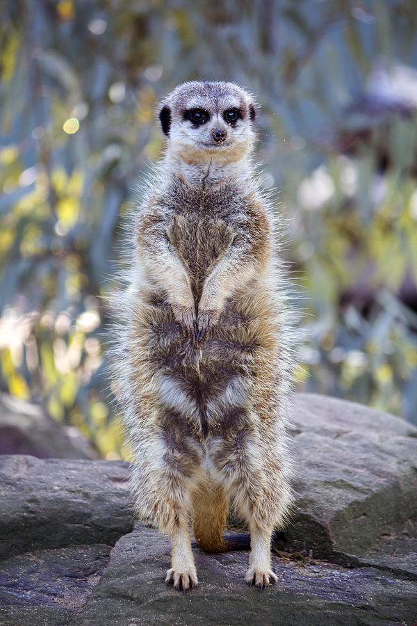 Meerkat Sentry 2 Photograph by Nicholas Blackwell