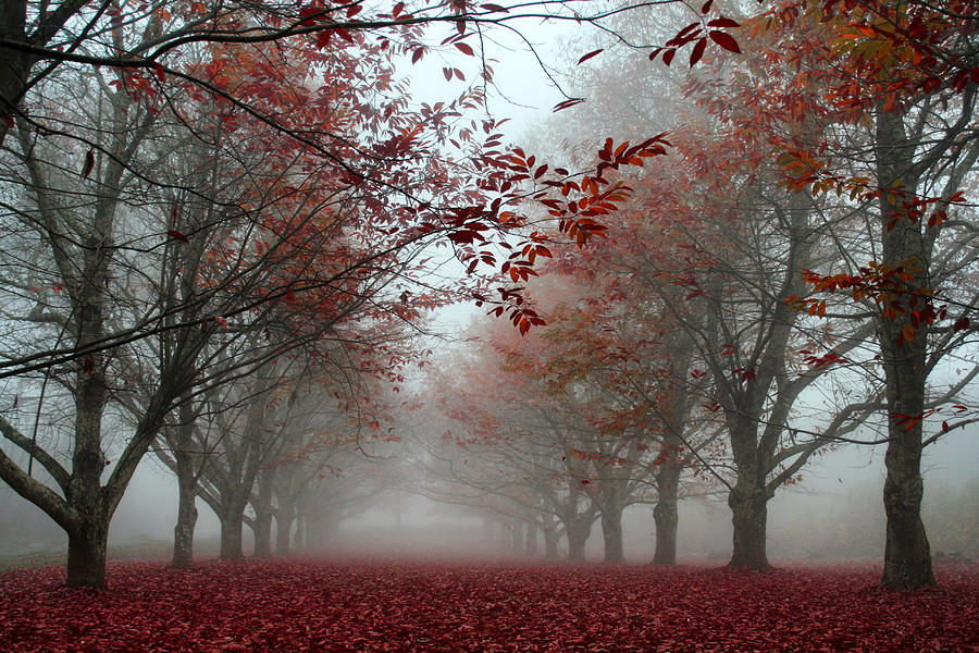 Misty Chestnut Grove Photograph by Georgia Clare