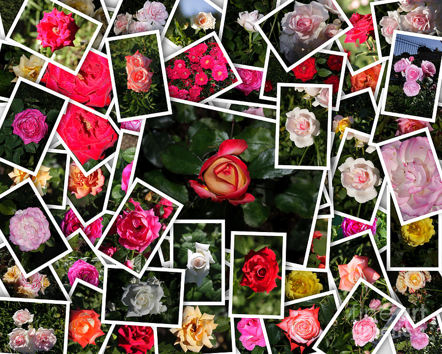 Mixed multicolored roses Photograph by Stefano Senise
