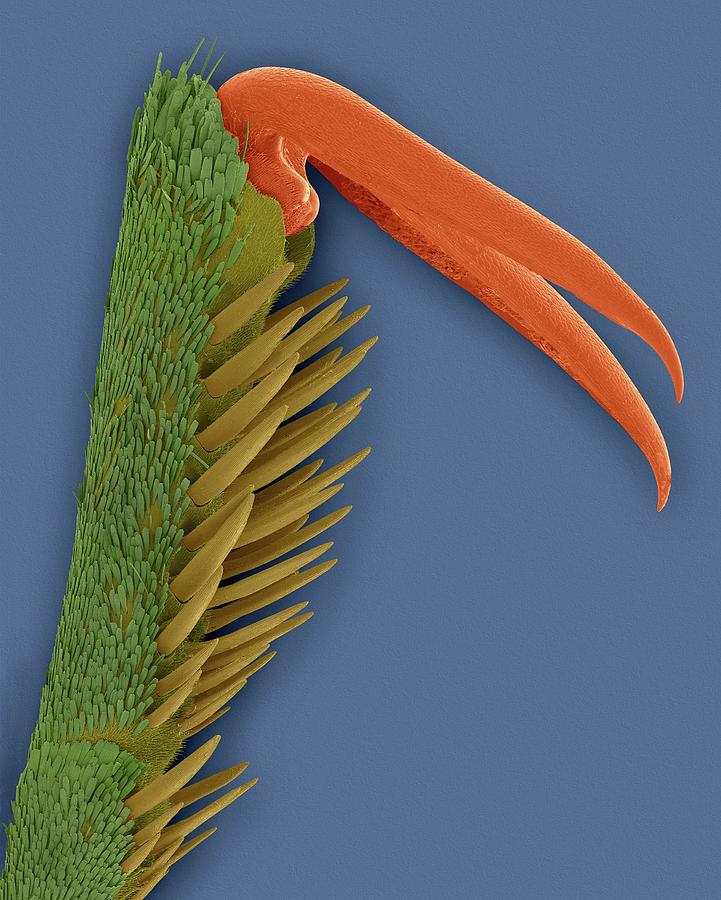 Science Claws Monarch Butterfly Claw by Dennis Kunkel Microscopy / Science Photo Library