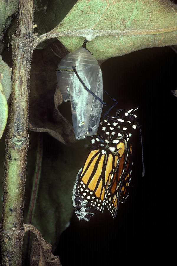 Monarch Butterfly Emerging by Millard H. Sharp
