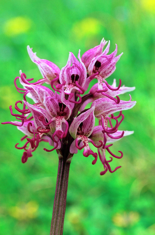 another word for plants Freedom's Just Another Word main image 0