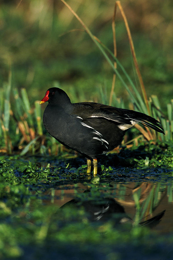 Moorhen by Leslie J Borg / Science Photo Library
