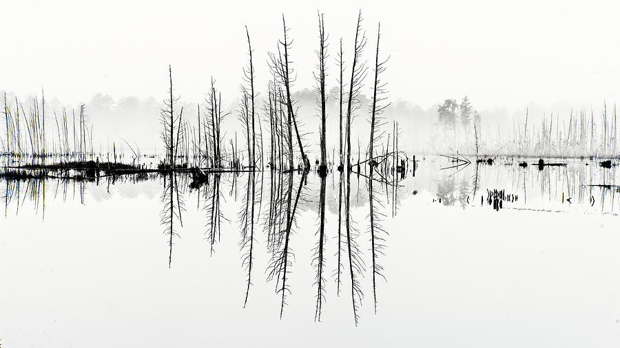 Morning Mystery Pine Lands Photograph by Louis Dallara