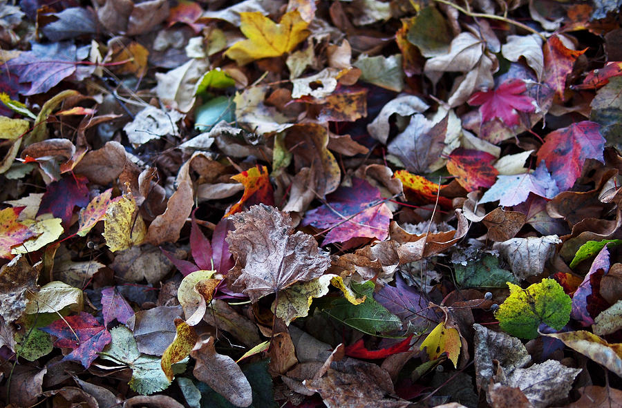 Multicolored Autumn Leaves Photograph by Rona Black