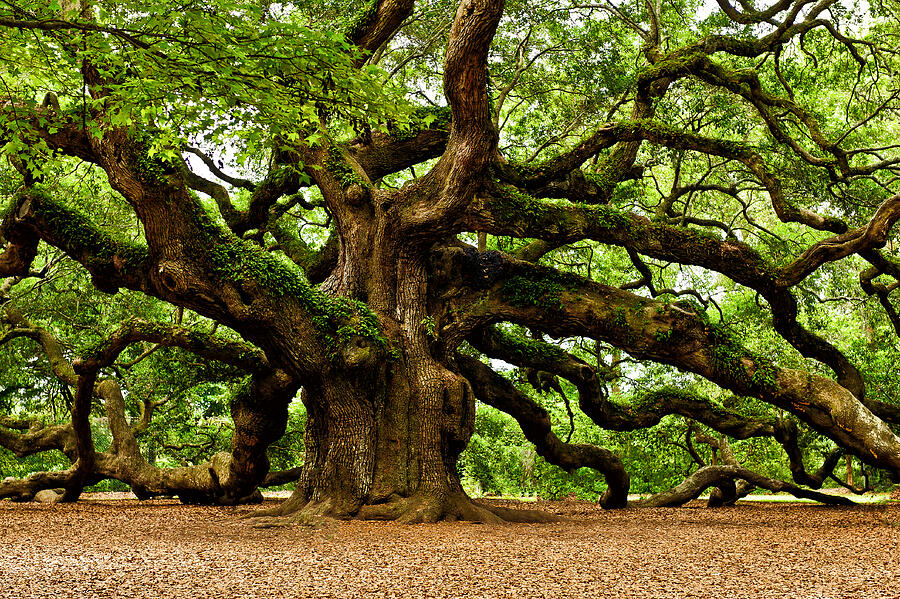 Majestic Angel Oak Tree Photograph - Mystical Angel Oak Tree by Louis Dallara