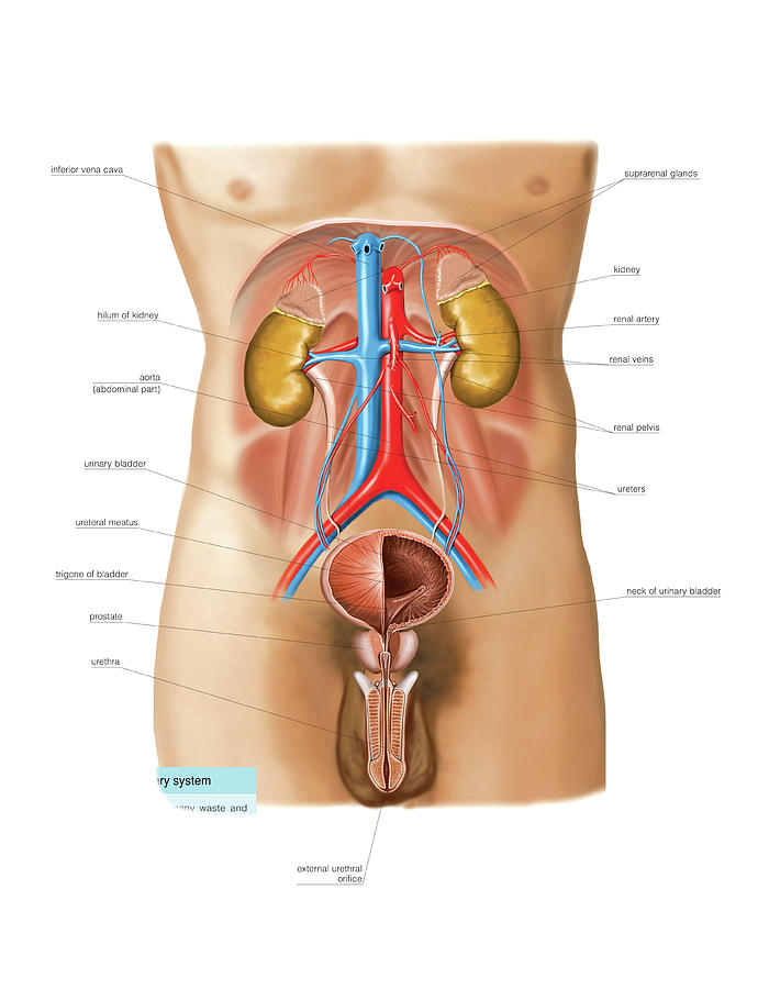 Nephro-urinary System by Asklepios Medical Atlas / Science Photo Library