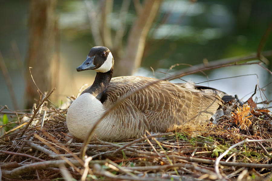 Nesting Mother Canadian Goose by John Magyar Photography