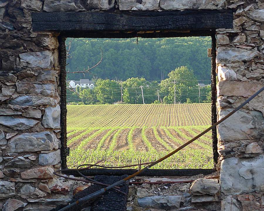 New Life Through the Window Photograph by Richard Reeve