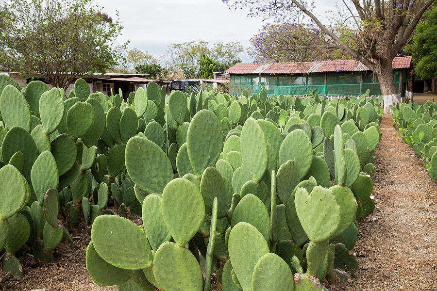 Nopal Cacti At Cochineal Farm by Jim West / Science Photo Library