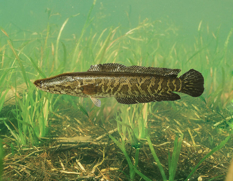 Snakehead Invasive Northern Snakehead, Fish, Invasive Species by USGS and USFWS Science Source