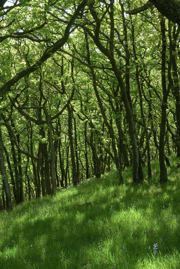 Oak Forest by Steve Horrell / Science Photo Library