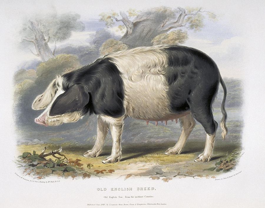 Old English Pig, 19th century by 