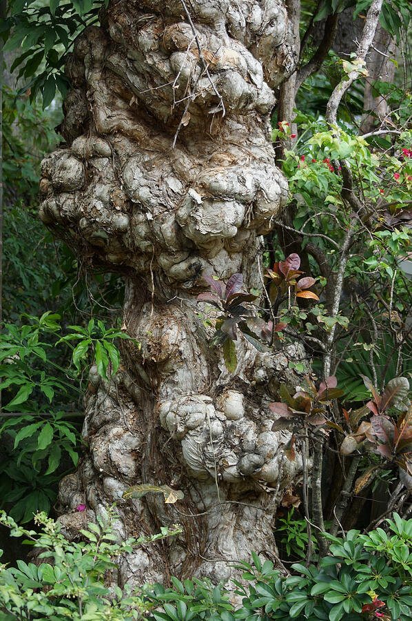 Old Tree Photograph by Rafael Salazar