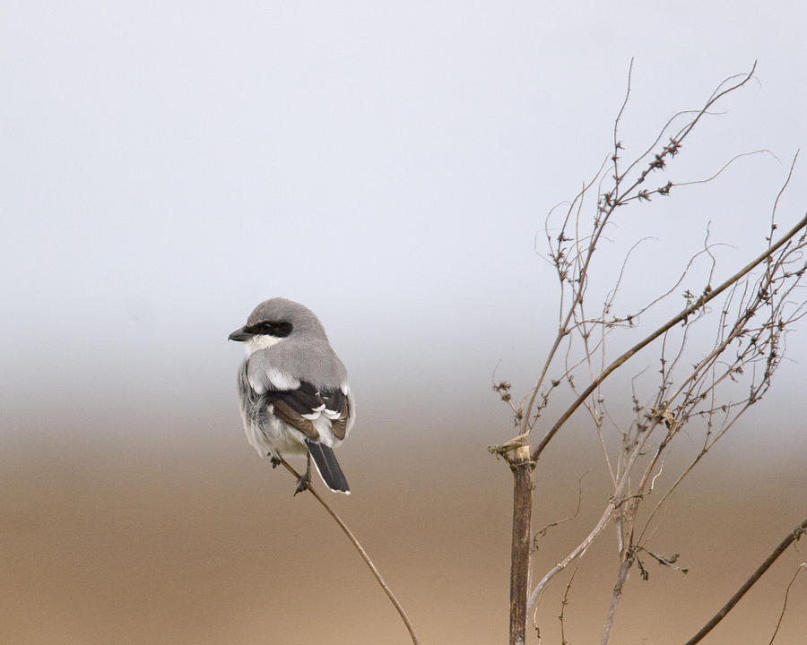 On the Hunt Photograph by Jim E Johnson